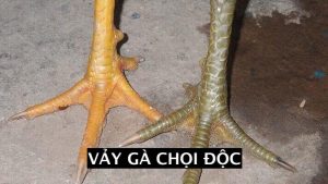 vảy gà chọi độc